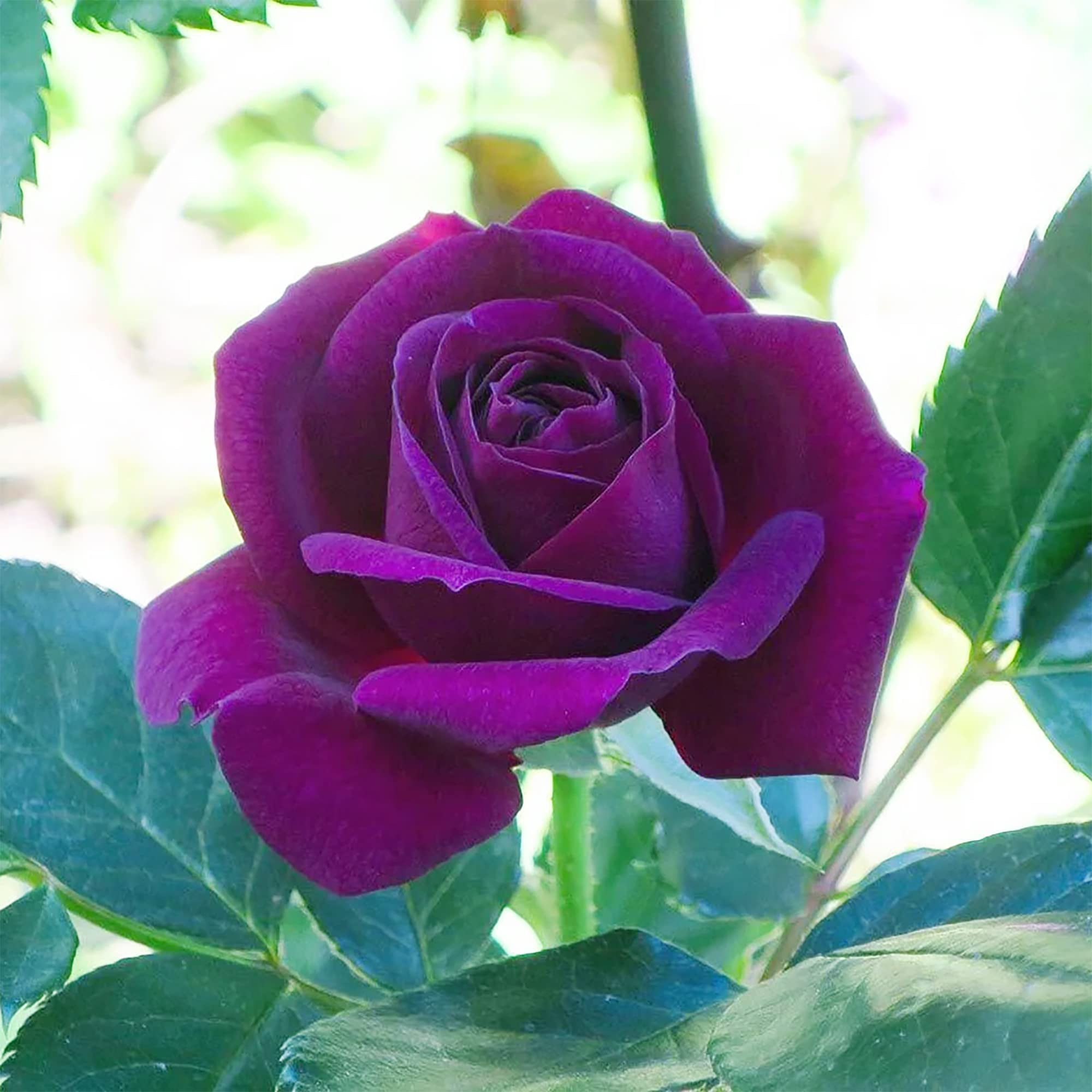 ローズ&ハーブ Amazon.com : QAUZUY GARDEN 100 Purple Rose Rosa Seeds | Non-GMO
